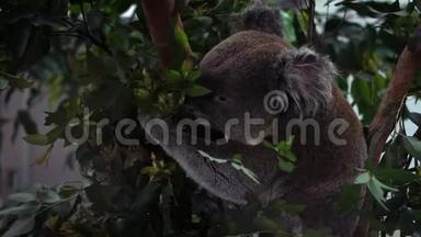 动物园里可爱的考拉在树林里吃<strong>桉树叶</strong>子的慢动作